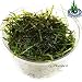 Greenpro Java Moss Live Freshwater Aquarium Plants Easy Ready to Grow