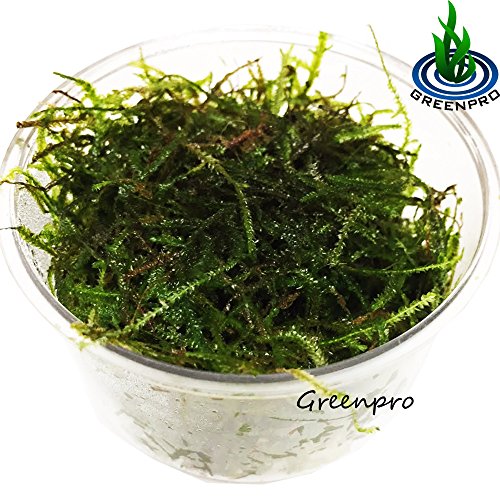 Greenpro Java Moss Live Freshwater Aquarium Plants Easy Ready to Grow