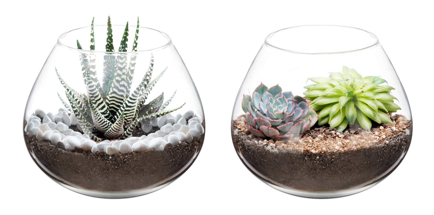 Mkono Air Plant Terrarium Clear Glass Planter Tabletop Display Vase Pot