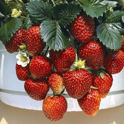 500 Alpine Strawberry Seeds Super Sweet Non-GMO Organic Bonsai Fruit Seeds