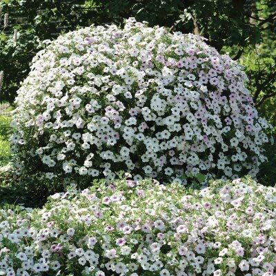 Amazon 赤 夏と秋の季節を植えるペチュニアの種をぶら下げ屋内バルコニー植えやすい花の種鉢植えの種100種 花