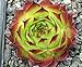 Sunset Hens & Chicks - Sempervivum - Very Hardy - Live Plant - Quart Pot