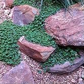 Carpet Vine Seeds - 200+ Dichondra Seeds to Grow - Ground Cover Plant