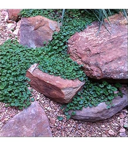 Dicondra - Dichondra Repens - Flores E Folhagens - Foto 13