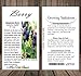 20 x SASKATOON SERVICEBERRY - Amelanchier alnifolia Seeds - Saskatoon Berry - fruit can be eaten raw or cooked. The fruit has a very nice sweet flavor with a hint of apple in the taste - HARDY To Zone 6 - By MySeeds.Co