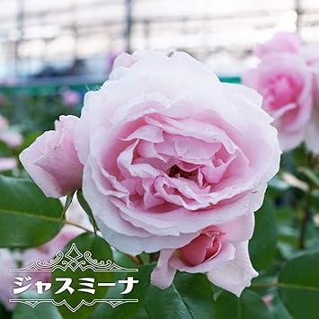 Amazon バラ苗 ジャスミーナ 中輪cl 国産苗 大苗 6号ポット ピンク 京成バラ 花