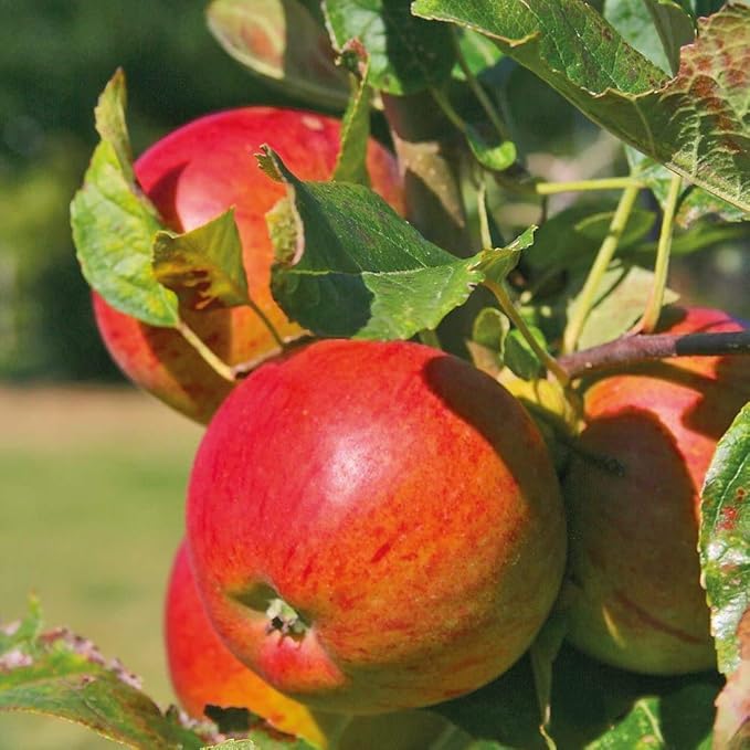 Apple Fruit Tree Small Garden Plant, Easy to Grow, Producing Braeburn