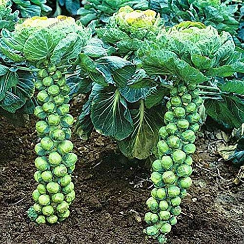 Mggsndi 200Pcs Home Organic Vegetable Brussels Sprouts Cabbage Brassica Oleracea Seeds - Heirloom Non GMO - Seeds for Planting an Indoor and Outdoor Garden Brassica Oleracea Seeds 200pcs - Thumbnail 3