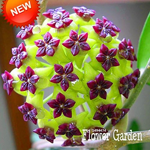 Amazon Com Big Sale Hoya Seeds Potted Flowers Bonsai Plants Hoya Seed Orchid Seed Diy Home Garden 100 Particles Pack Arcis New Garden Outdoor