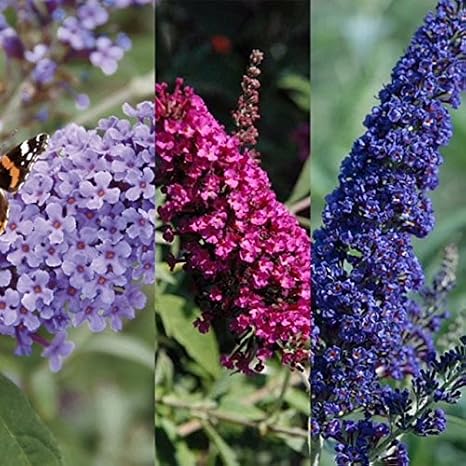 3 X Buddleja Buzz Indigo Velvet Lavender Buddlia Buddleia Plant Includes Candy Pink Amazon Co Uk Garden Outdoors