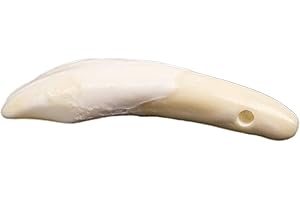 CHICHESTER INC One Hundred (100) Drilled Genuine Water Buffalo Teeth (174-100) B4