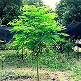 HOO PRODUCTS -10pcs/bag Moringa seeds moringa oleifera seeds Edible seed bonsai potted moringa tree seeds DIY plant for home garden Cheap!