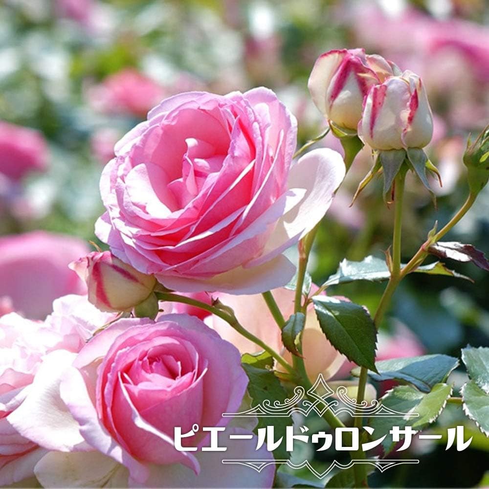 Amazon バラ苗 ピエールドゥロンサール 3年生特大苗 つるバラ 初心者に超おすすめ つる性 ピンク バラ 苗 つるばら 薔薇 バラ苗木 花