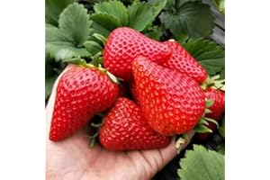 Red Strawberry Seeds Climbing Fruit Grown in Garden High Production High Germination Rate (1000)