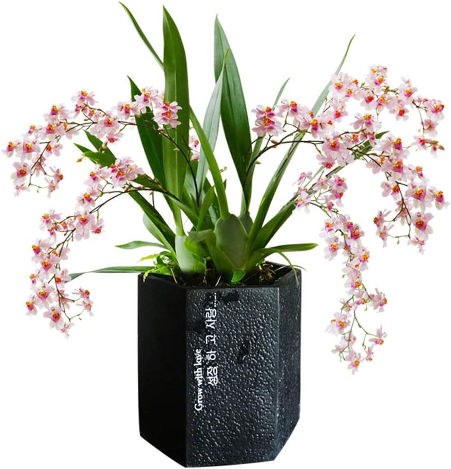 Fragrant Orchid Perfume Blooms Easy to Grow, Cool and Warm Tolerant in Bud When Shipped (Pink Without Pot)