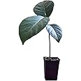 Jackfruit Artocarpus Heterophyllus Jack Fruit Seedling Plant Tree 8-13"