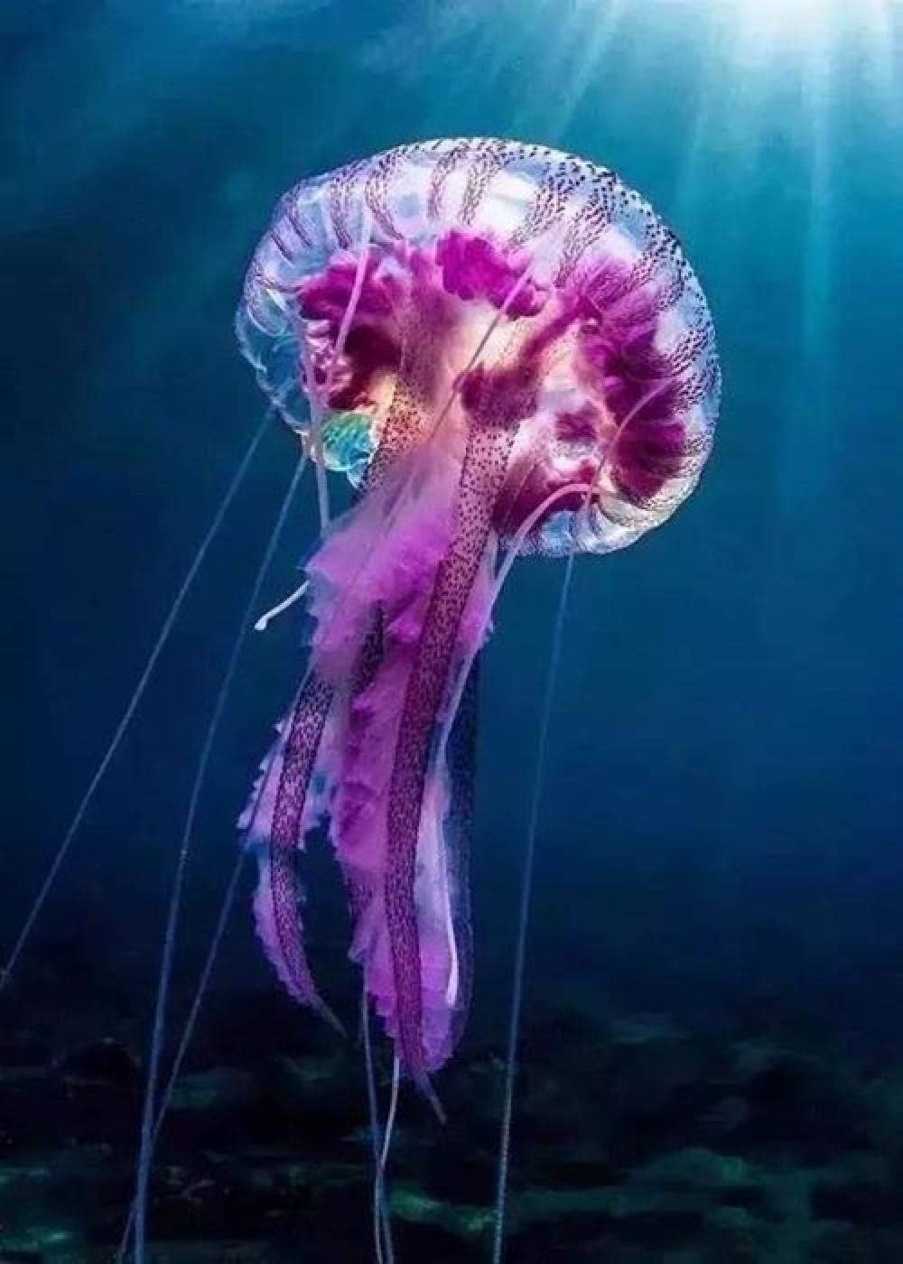 DUQA medusas de mar profundo de una sola imagen de color de diamante