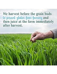 Jardín de vida, Alimento Perfecto Raw – 100% Young zacate de trigo Jugo en polvo orgánico, 4.2 oz (120 g), 102155, Perfect, 1, 1