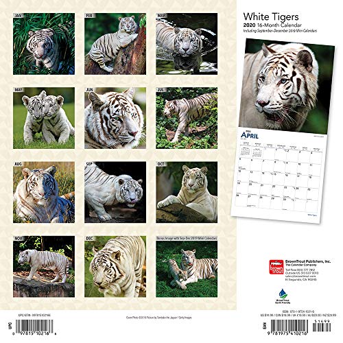 White Tigers 2020 12 x 12 Inch Monthly Square Wall Calendar, Wildlife Zoo Animals (English, Spanish and French Edition)
