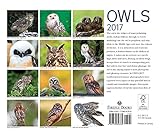 Image de Owls 2017