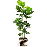 48 Inch Artificial Fiddle Leaf Fig Tree Indoor with Woven Basket - 4ft Tall Fake Tree with Real-Wood Trunk,Faux Plants for Living Rooms, Offices, Kitchens & Outdoor Spaces