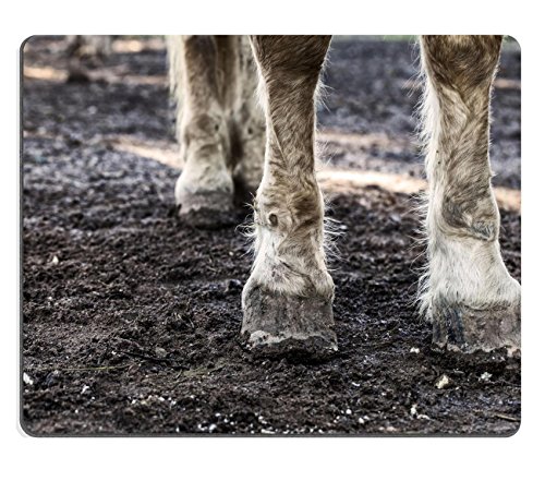 MSD Mouse Pad Natural Rubber Mousepad IMAGE ID: 34909607 Horse Legs