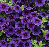 Calibrachoa Kabloom Deep BLUE - 10 Flowers Seeds - The first Calibrachoa from seed