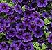 Calibrachoa Kabloom Deep BLUE - 10 Flowers Seeds - The first Calibrachoa from seed