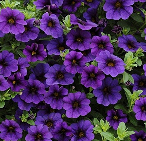 Calibrachoa Kabloom Deep BLUE - 10 Flowers Seeds - The first Calibrachoa from seed