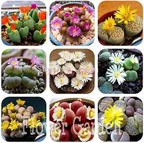 Amazon 0 Lithops種子 パック盆栽植物肉植物種子ニュージーランドアイスプラント健康と石の花種子ブルー Z65k62 花