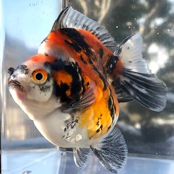 Amazon 金魚 訳あり品 だるま琉金 トリカラー 現品 1匹 生体 川村淡水魚販売 観賞魚 水中生物 通販