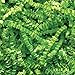 1 LB. Crinkle Shred Paper (Lime Green)