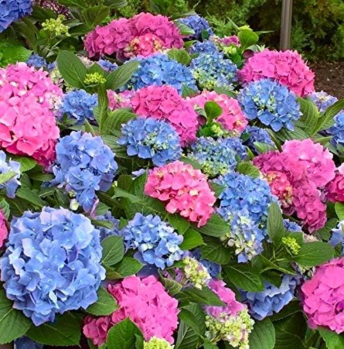 Hydrangea macrophylla L.A. Dreamin'