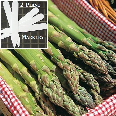 Atlas Asparagus (Organic/heirloom) 325 Seeds Upc 646263363041 + 2 Plant Markers