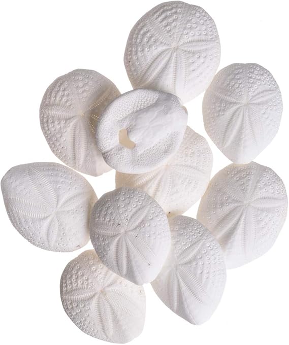 Sea Biscuits Real Puffer Sea Biscuits 2" (Set of 10