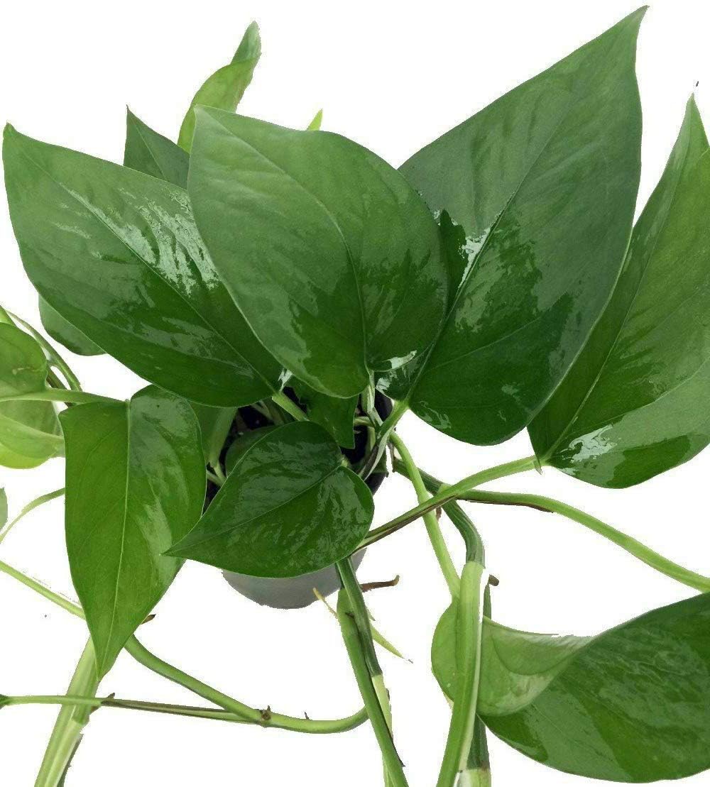 4" Pot Very Easy to Grow Houseplan Live Plant Epipremnum