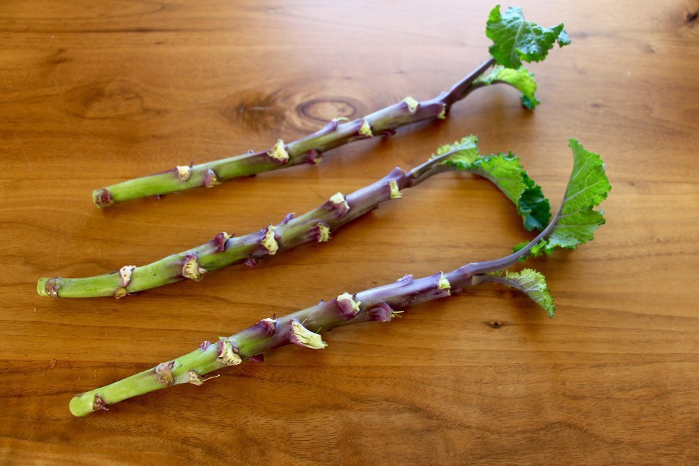 Tree Collard Cuttings Perennial Purple Tree Collards Amazon In Garden Outdoors