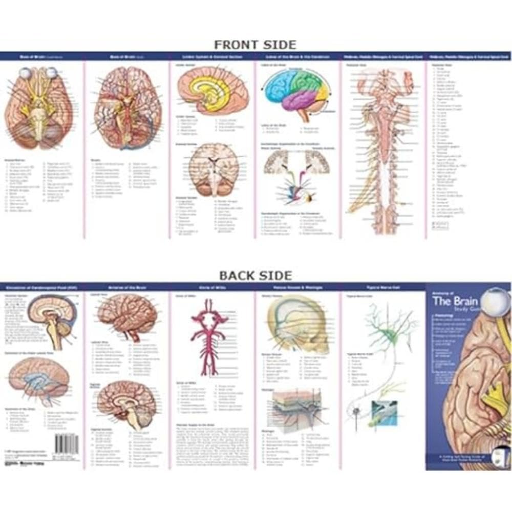 Anatomical Chart Company's Illustrated Pocket Anatomy: Anatomy of the Brain Study Guide