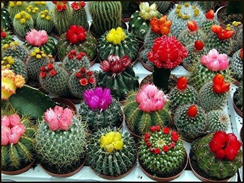 Organic Flower Seeds Cactus"Mix of Varieties" Ornamental from Ukraine -50 Seeds