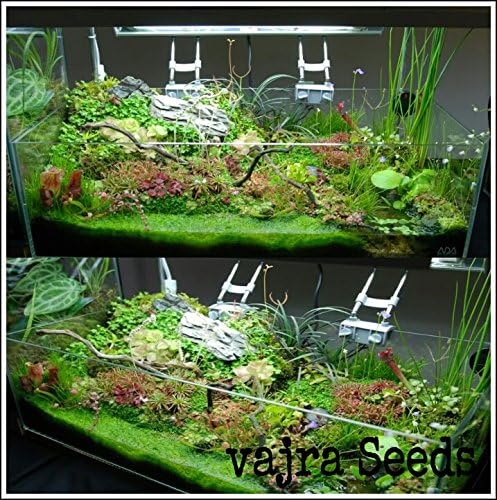 Aquarium Mixed Colourfull Plants & Random Aquatic Water Grass 200 + Seeds Packet