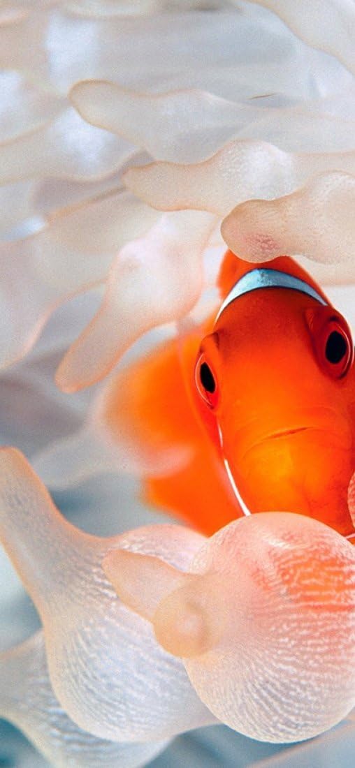 PeelitStickit Underwater, Undersea Wall Murals, ID-033, vinyl, Multi-colour