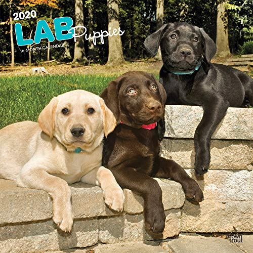 Lab Puppies 2020 12 x 12 Inch Monthly Square Wall Calendar, Animals Dog Breeds Retriever Puppies by