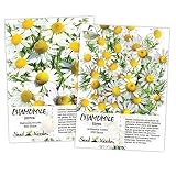 Seed Needs, Chamomile Seed Duo (Roman/German) Non-GMO