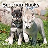 Siberian Husky Puppies 2019 7 x 7 Inch Monthly Mini Wall Calendar, Animal Dog Breeds Husky (English, by 