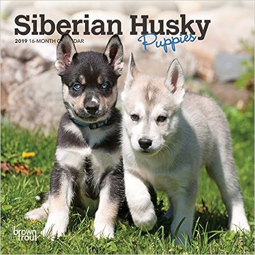 Siberian Husky Puppies 2019 7 x 7 Inch Monthly Mini Wall Calendar, Animal Dog Breeds Husky (English, French and Spanish Edition)