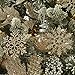 Sea Team Plastic Christmas Glitter Snowflake Ornaments Christmas Tree Decorations, 4-inch, Set of 36, Champagne