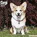Corgi Calendar 2017 - Pembrook Welsh Corgi Calendar - Corgi Dog - Pembrook Corgi - Dog Breed Calendars - 2016 - 2017 wall calendars - Calendar by Avonside