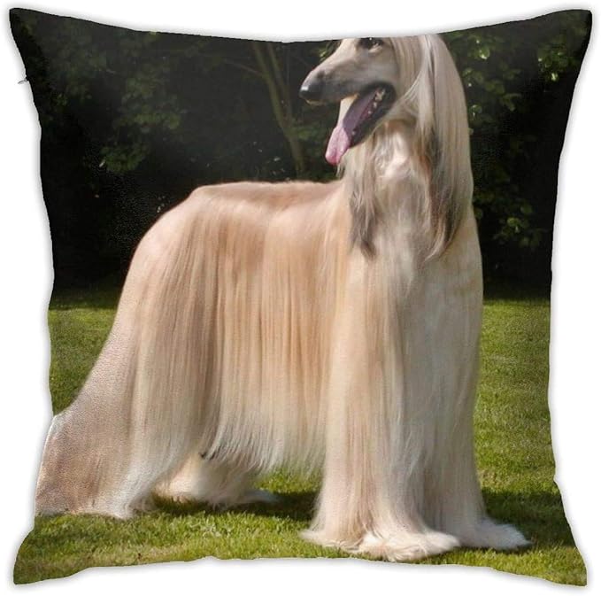 アフガンハウンド