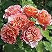 Tequila Supreme Rose Bush Vivid Orange Flowers All Summer! | Heat And Humidity Tolerant Shrub Rose Easy To Grow | 4 Inch Container Potted