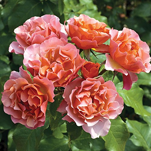 Tequila Supreme Rose Bush Vivid Orange Flowers All Summer! | Heat And Humidity Tolerant Shrub Rose Easy To Grow | 4 Inch Container Potted